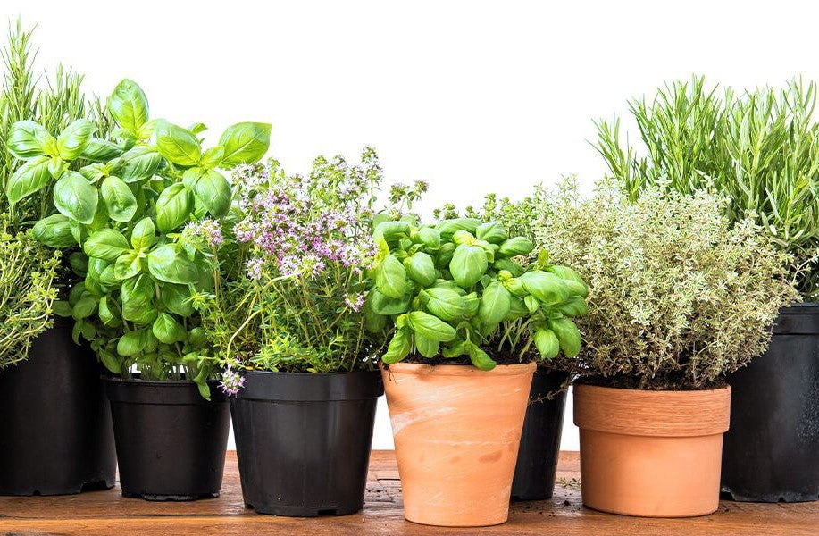 Herbs at Your Fingertips