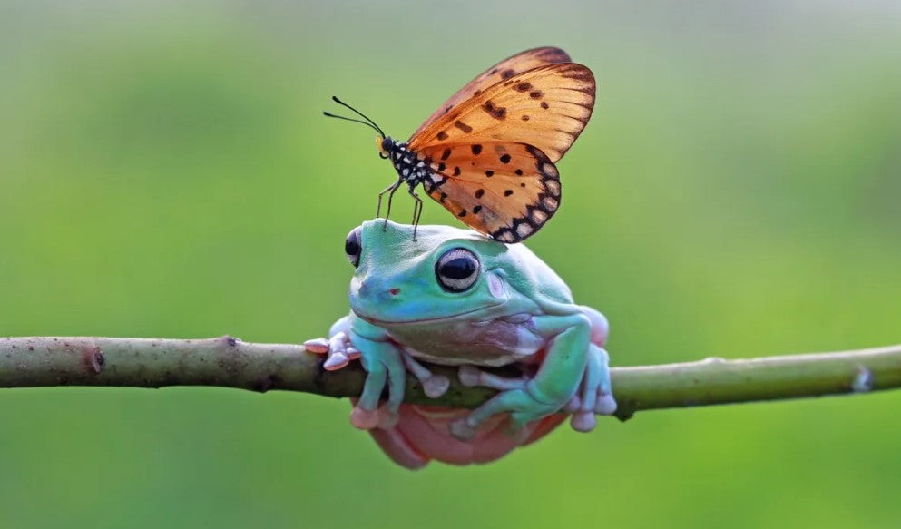 Unusual Pairings Rocky Mountain Olive Oil